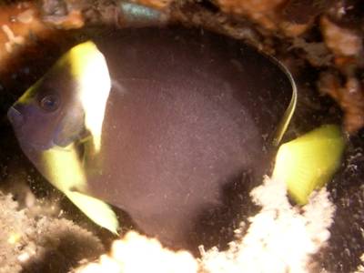 Immature Yellowtail Angelfish